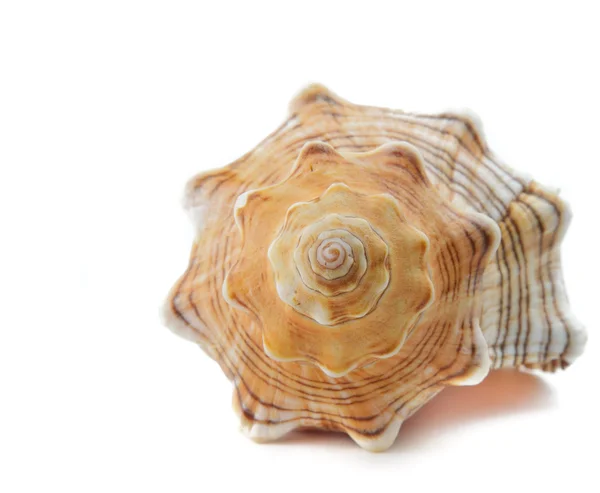 海扇壳 — 图库照片