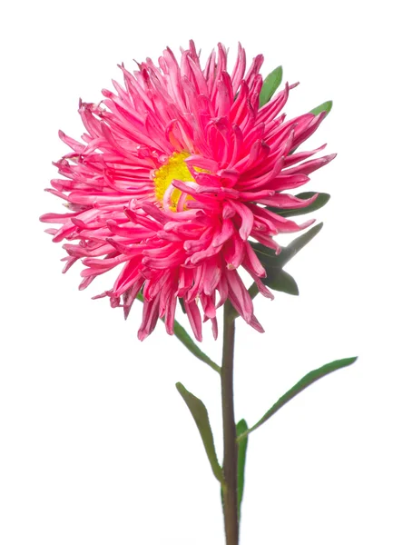 Aster — Stock Photo, Image