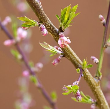 Fruit Tree - Flower in Spring clipart