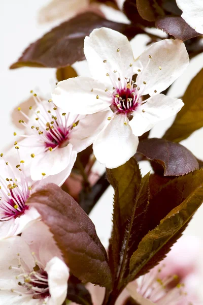 stock image Spring blossom