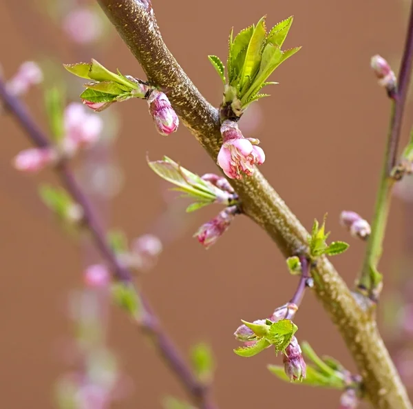 Árbol frutal - Flor en primavera — Foto de Stock