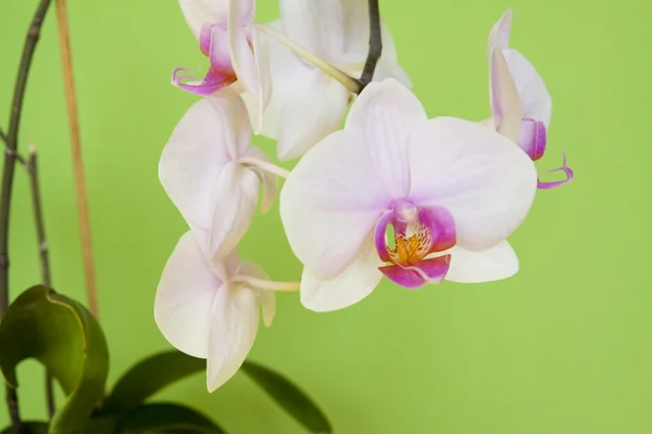 Fehér orchidea virágok — Stock Fotó