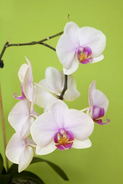 Fleurs blanches d'orchidée — Photo