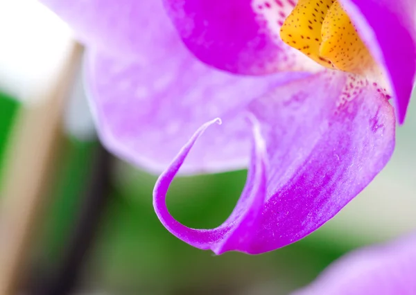 Flores de orquídeas roxas — Fotografia de Stock