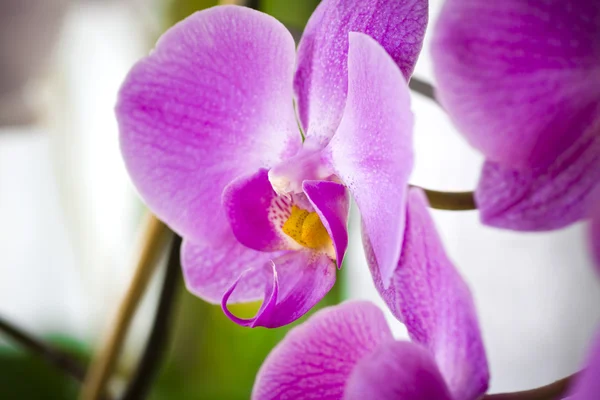 Lila orkidé blommor — Stockfoto