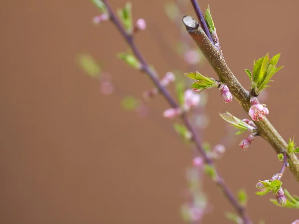 stock image Fruit Tree - Flower in Spring