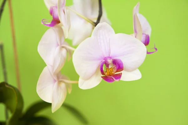 白い蘭の花 — ストック写真