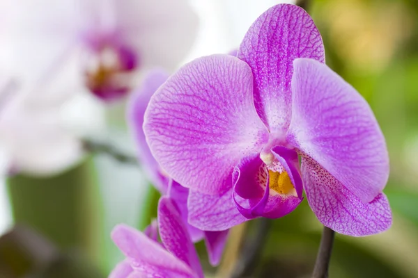 Paarse orchideebloemen — Stockfoto