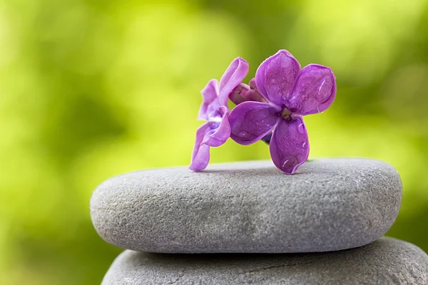Flower balanced on stones — Stock Photo, Image