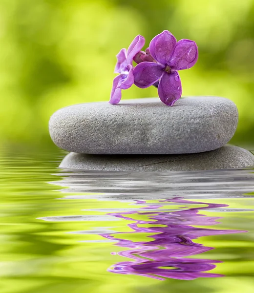 Flower balanced on stones — Stock Photo, Image