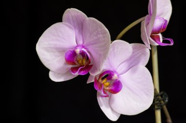 Mor orkide çiçekler