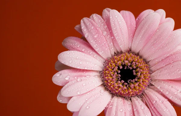 Dew drops på gerbera daisy — Stockfoto