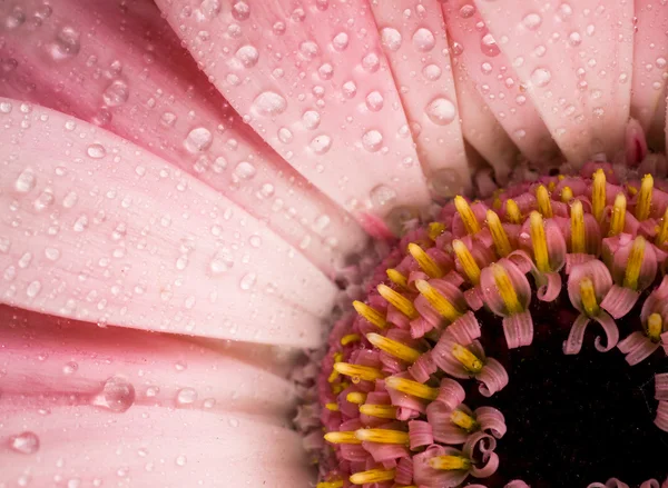 Dew drops på gerbera daisy — Stockfoto