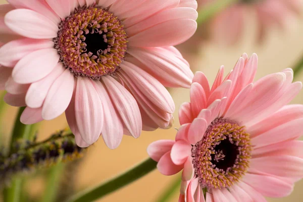 Barbeton daisy gerbera květ — Stock fotografie