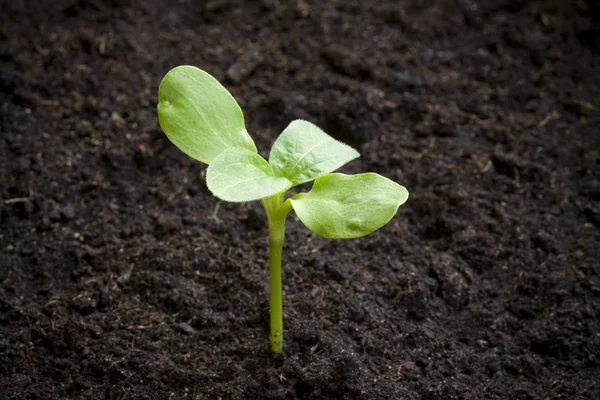 Seedling emerging. Young plant. — Stock Photo, Image