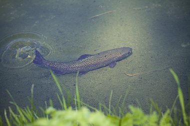 Swimming Rainbow Trout clipart