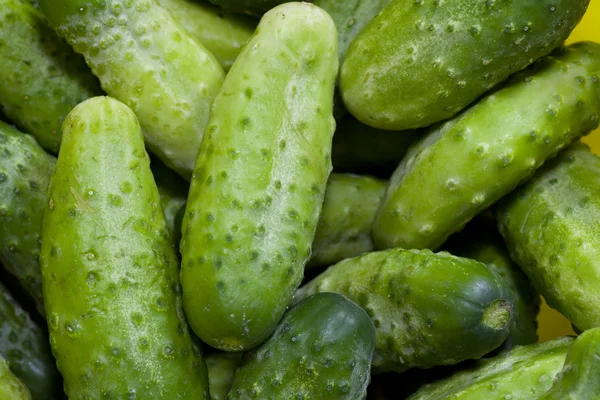 Pile of fresh cucumbers — Stock Photo, Image
