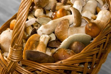 Boletes in the basket clipart