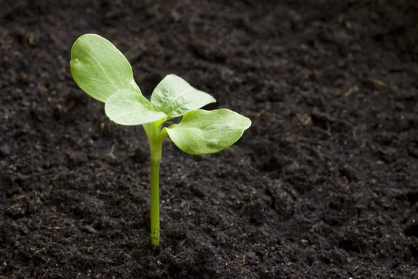 Seedling emerging. Young plant. — Stock Photo, Image
