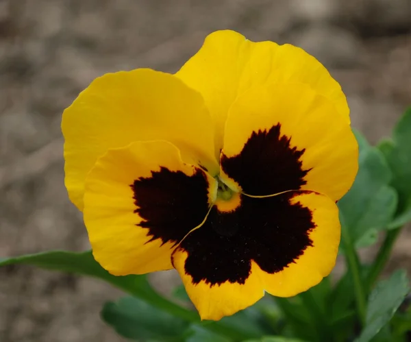 stock image Yellow flower - pansy