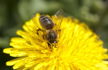 The hardworking bee collects pollen clipart