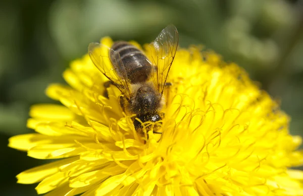 열심히 일 하는 꿀벌 꽃가루를 수집 로열티 프리 스톡 사진