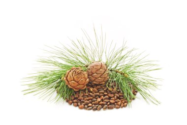 Cedar nutlets clipart