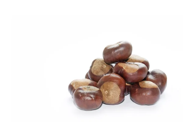 Nut dari kastanye — Stok Foto
