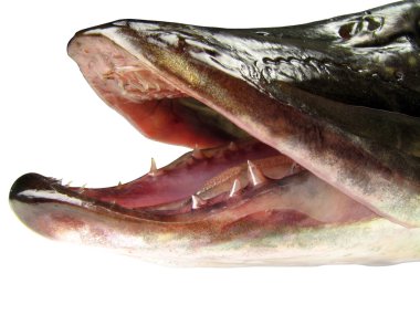 Jaws of a pike clipart