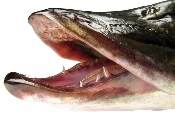 Jaws of a pike — Stock Photo, Image
