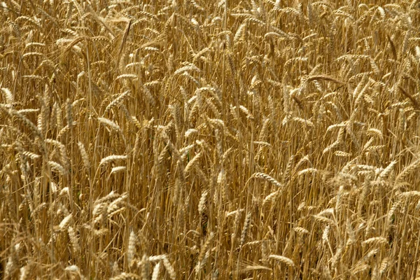 Dettaglio grano — Foto Stock