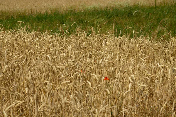 Champ de blé — Photo