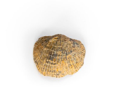 Brachiopod - productelia clipart