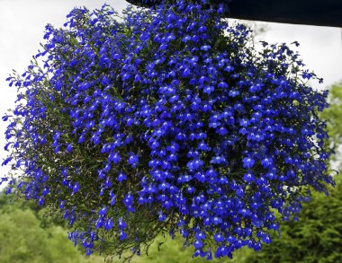 Blue flower clipart