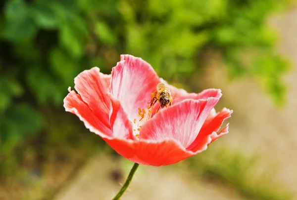 Pszczoła w kwiat maku — Zdjęcie stockowe