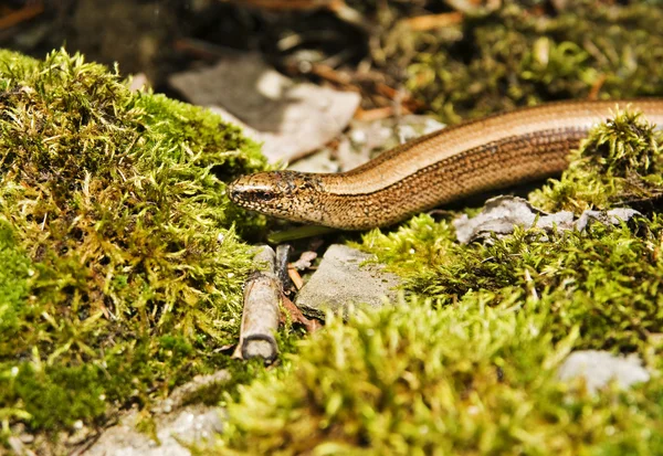 stock image Snake