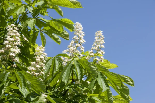 Flower of chestnut — Stock Photo, Image