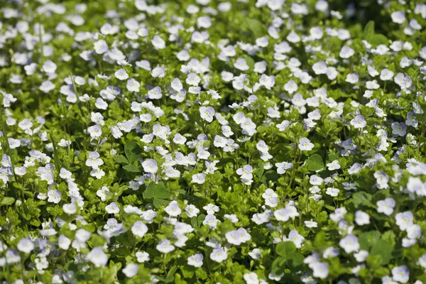 stock image Glade of white field flowers