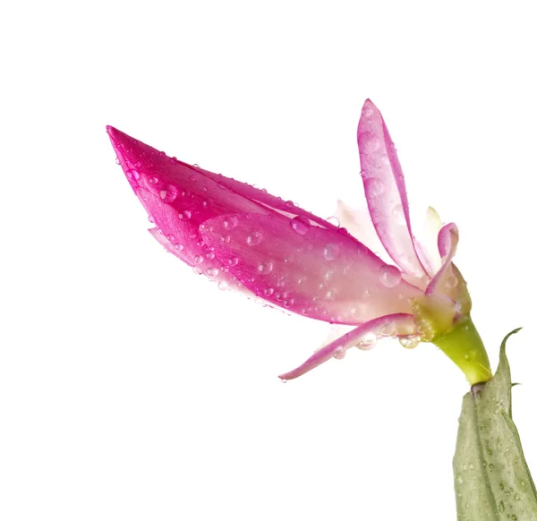 ピンクのデカブリストの芽 — ストック写真