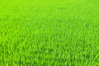 Fresh Grass land clipart