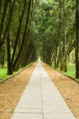 Stone path and tranquail pine woods. clipart