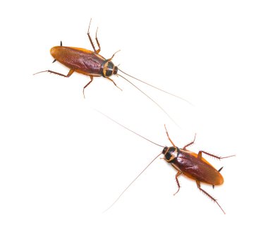 Two isolated cockroach clipart