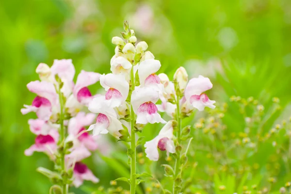 Colorful snapdragon flower in wild — Stock Photo, Image