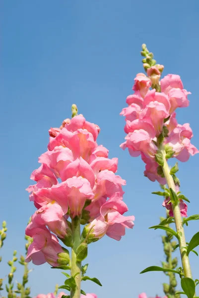 Yellow snapdragon flower under blue sky. — Stock Photo, Image