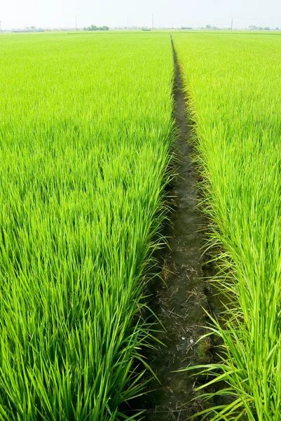 Pfad im grünen Feld — Stockfoto