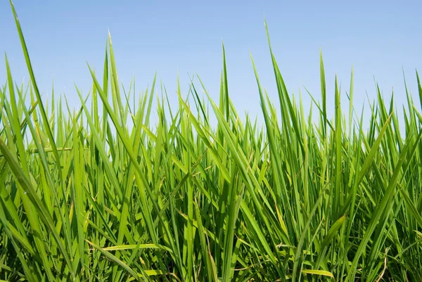 Terra de grama fresca sob o céu azul — Fotografia de Stock
