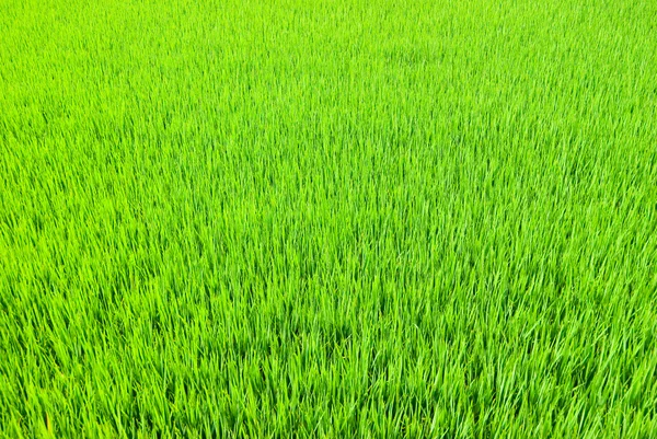 Tierras de hierba fresca — Foto de Stock