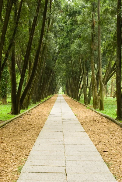 Stone path and tranquail pine woods. — Stock Photo, Image