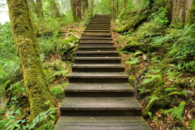 Wooden walkway into the forest clipart