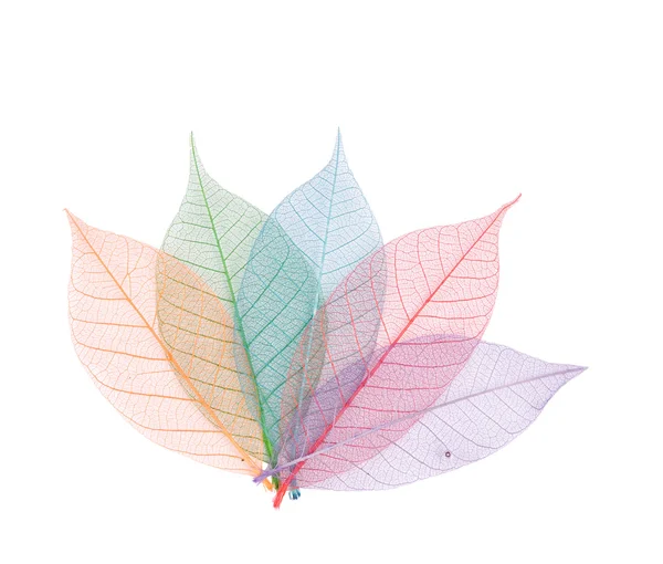 Real leaf with detail vein — Stock Photo, Image